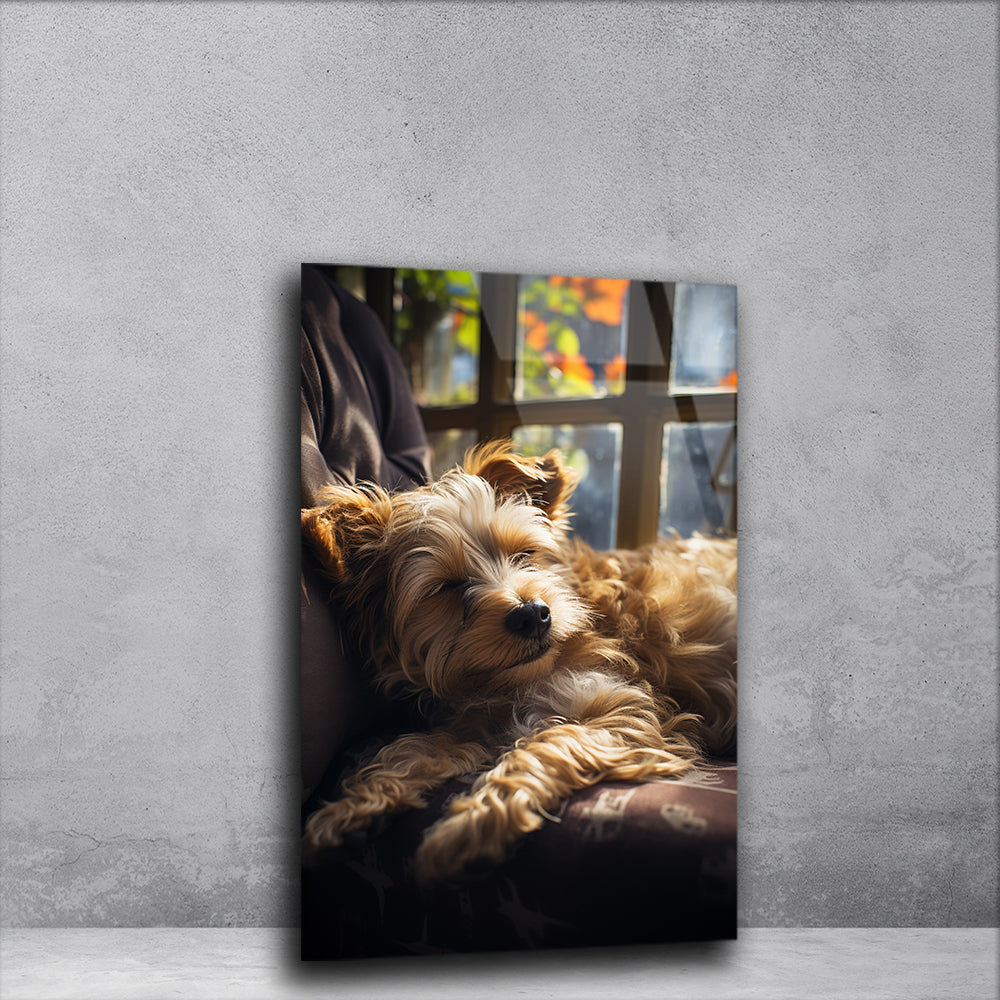 Puppy Slumber: Cute Puppy Sleeping on Glass Sofa