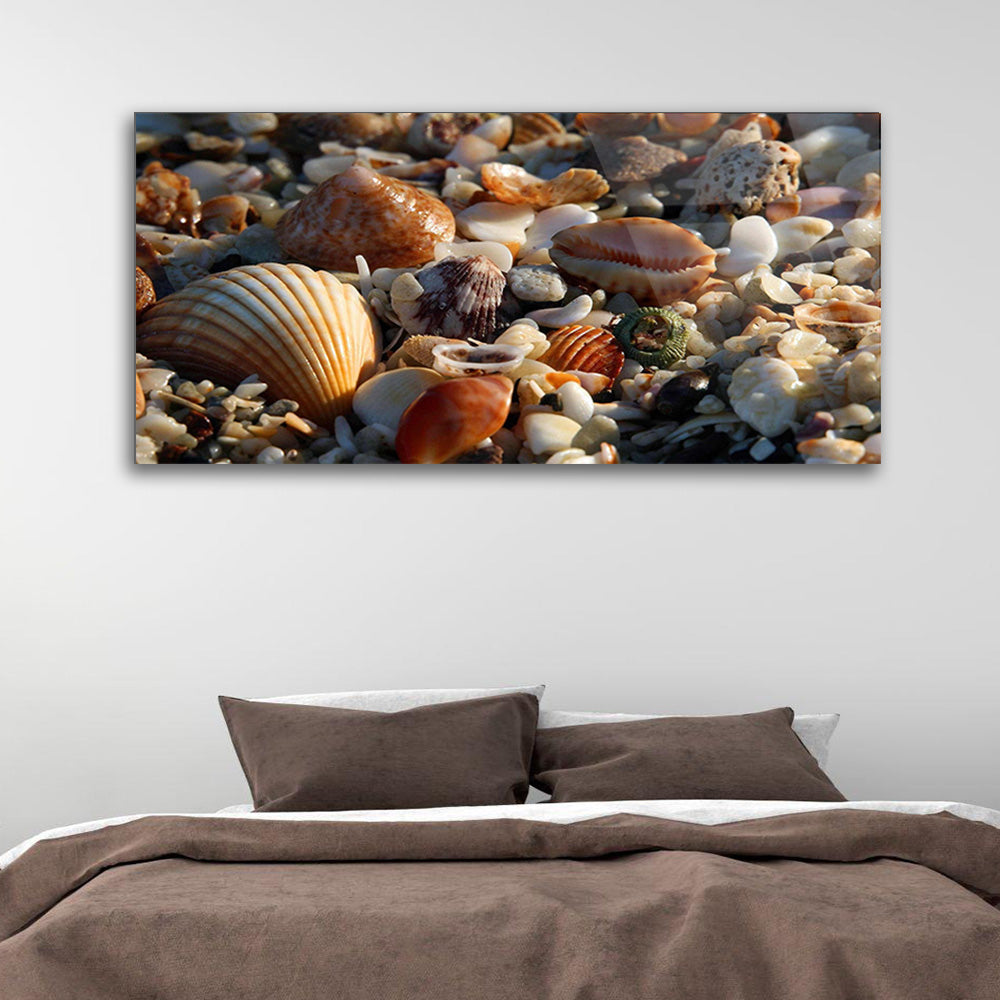 Captivating Seashells: Marine Treasures on Glass Shoreline