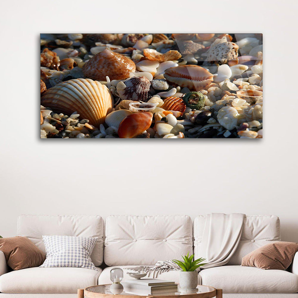 Captivating Seashells: Marine Treasures on Glass Shoreline