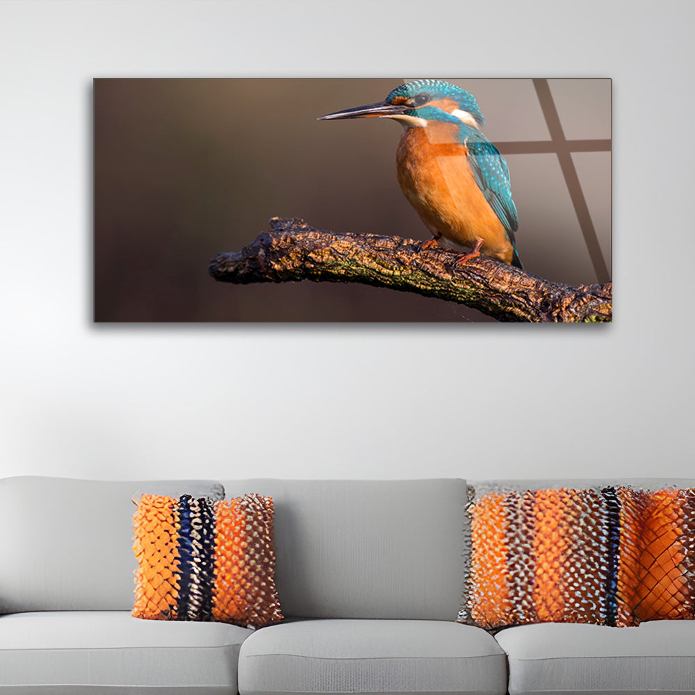 Common Kingfisher Alcedo Atthis: Glass Wildlife